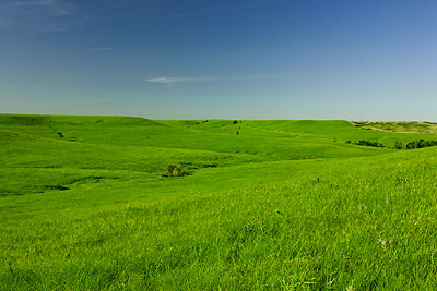 Green Konza.