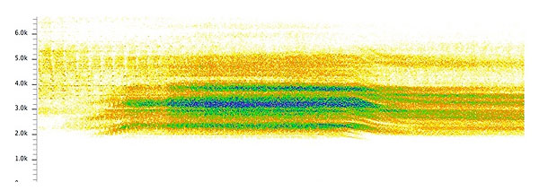 Sonogram of great dusk calling cicada, Tibicen auletes