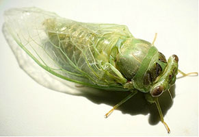 Great dusk calling cicada cicada