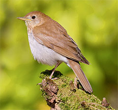 Veery
