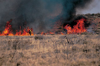 Firefighter and brushland fire.