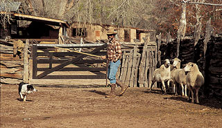 Drum Hadley with border collie.