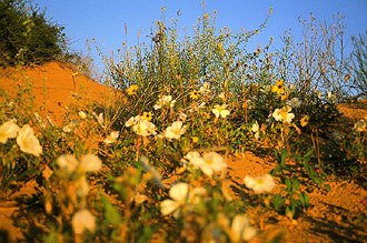 Spring blooms in the Pinacate desert of northern Mexico. Photo by Simmons Buntin.