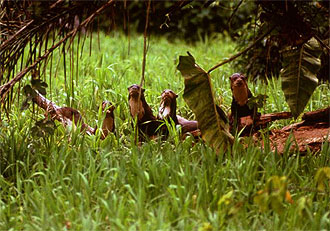 RRiver otters along an Amazon River tributary.