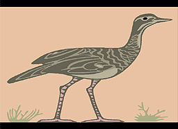 Waterbird.