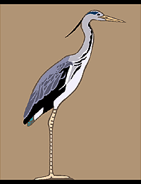 Great blue heron.