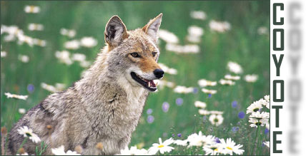 Coyote