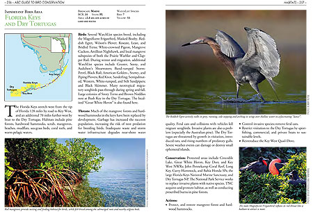 Barefoot pilgrims climb steps.