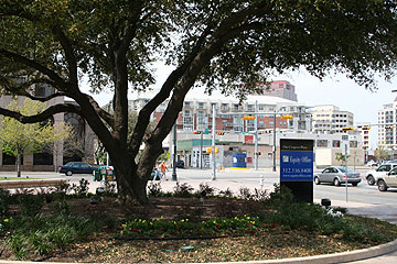 Big tree at intersection of Secnod Street and Congress Avenue.